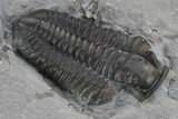 Bargain, Calymene Niagarensis Trilobite Molt - New York #99018-2